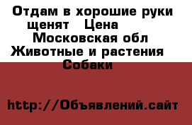 Отдам в хорошие руки щенят › Цена ­ 500 - Московская обл. Животные и растения » Собаки   